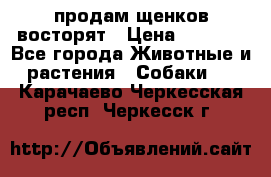 продам щенков восторят › Цена ­ 7 000 - Все города Животные и растения » Собаки   . Карачаево-Черкесская респ.,Черкесск г.